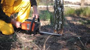 Best Tree Cabling and Bracing  in Mayflower, AR