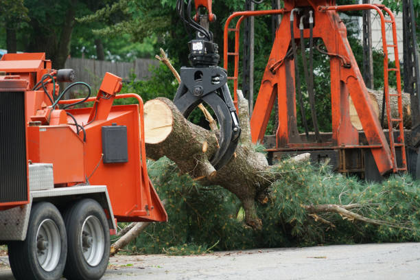 Best Lawn Dethatching  in Mayflower, AR