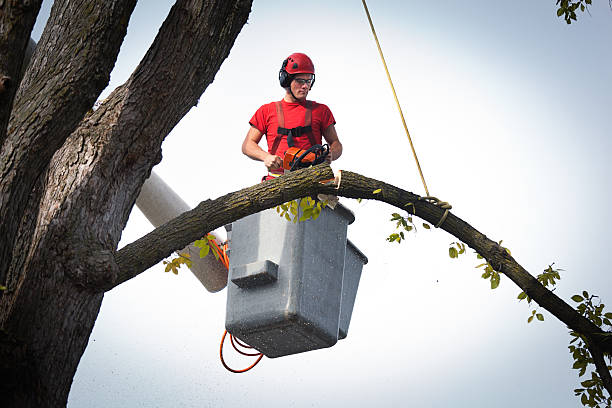 Why Choose Our Tree Removal Services in Mayflower, AR?